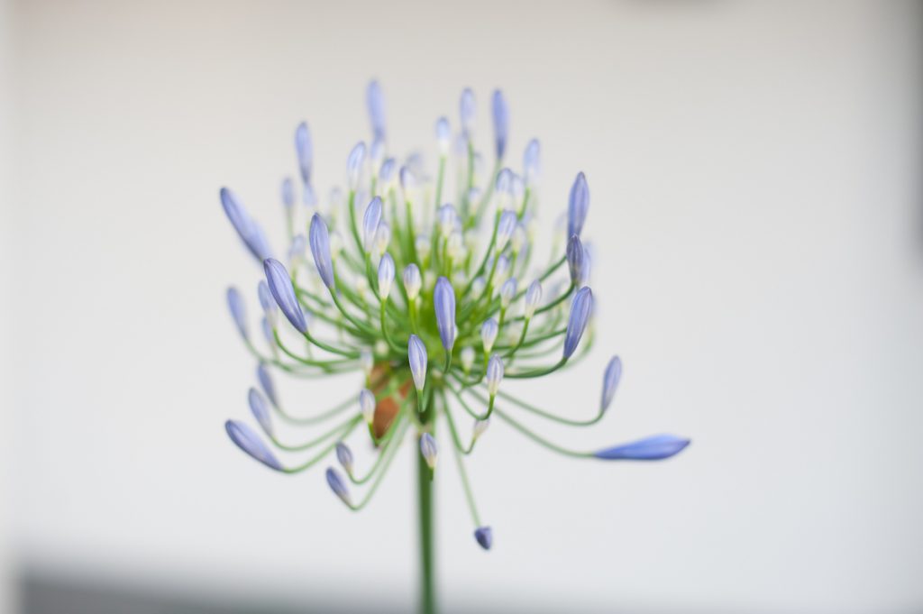 cycle of life...closed young blue flower buds pointing upward spreading out