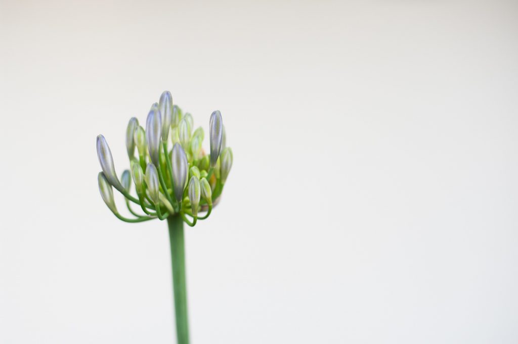 closed young blue flower buds pointing upward, pod shell gone