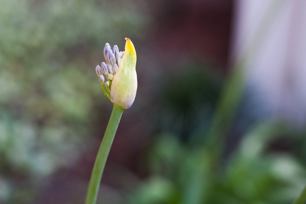 first stage of life...plant bud with coiled blue flowers bursting through pod shell