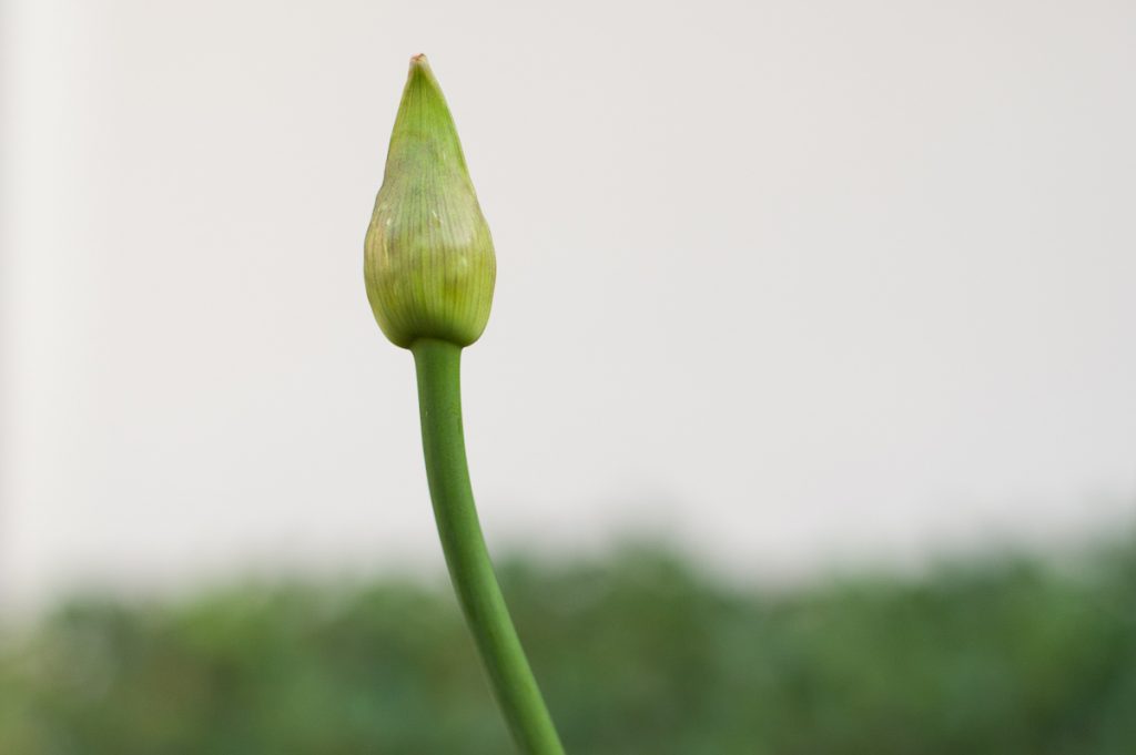 First stage of life for flower