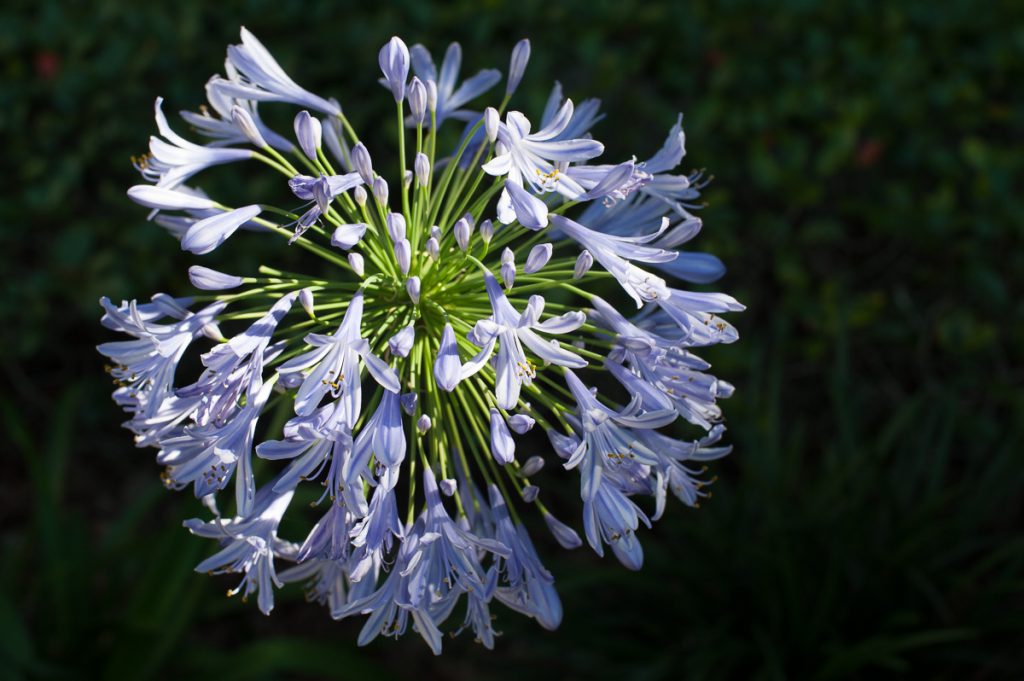 multiple blue flowers in full bloom