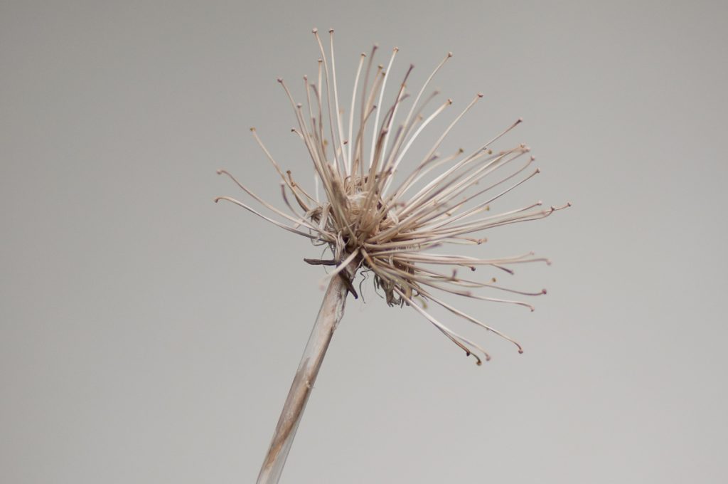 cycle of life...the black seeds and brown withered pods have dropped off, leaving a collection of bare stems