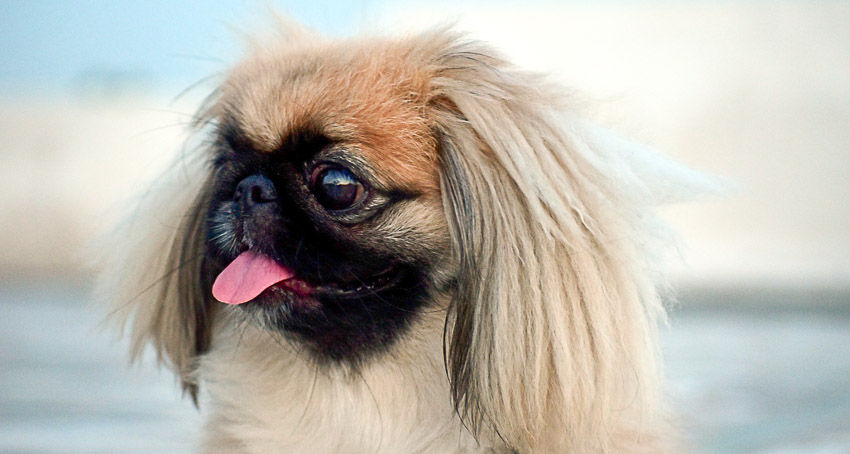 ILLUSTRATES PUREBRED PEKINGESE