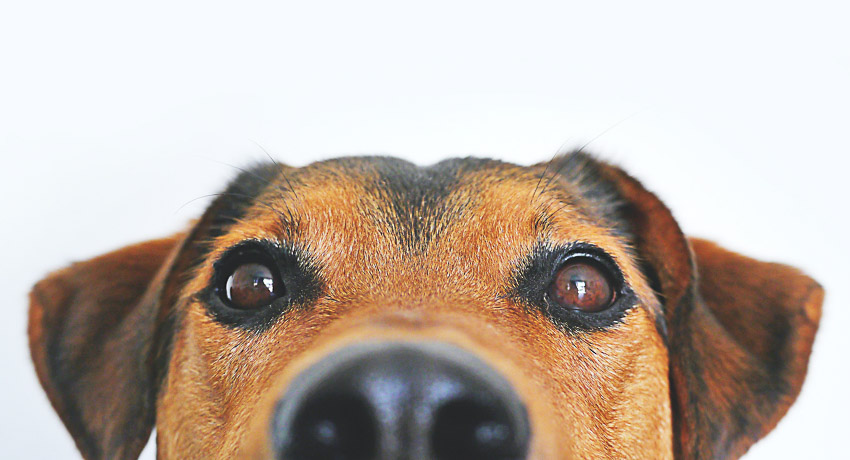 SHOWS EAGERNESS OF DOG