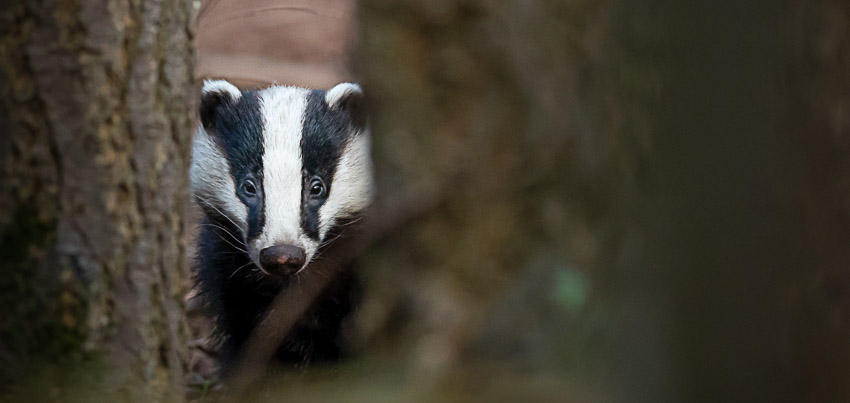 SHOWS BADGER IN THE WILD